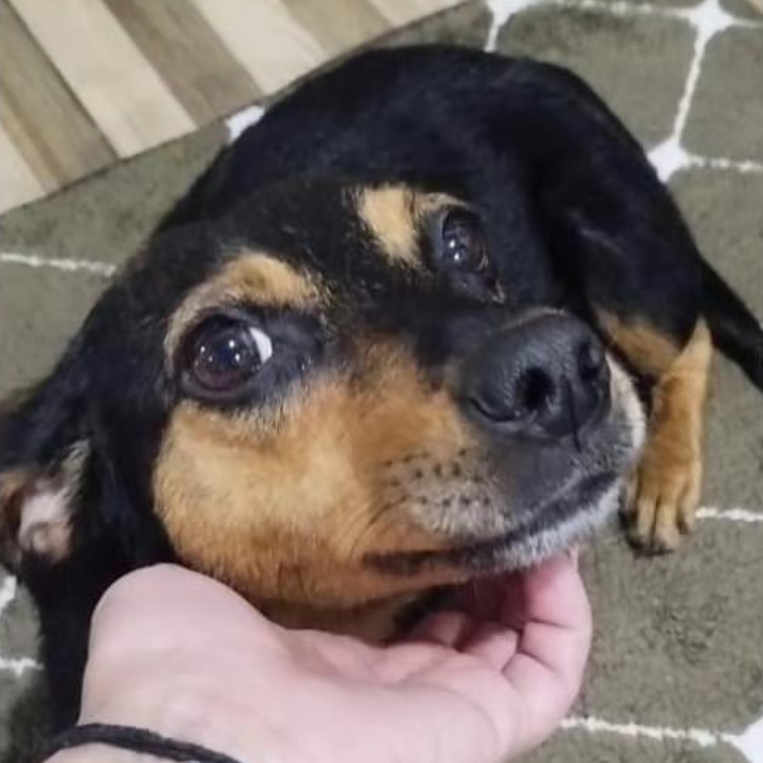 Luna depois do resgate